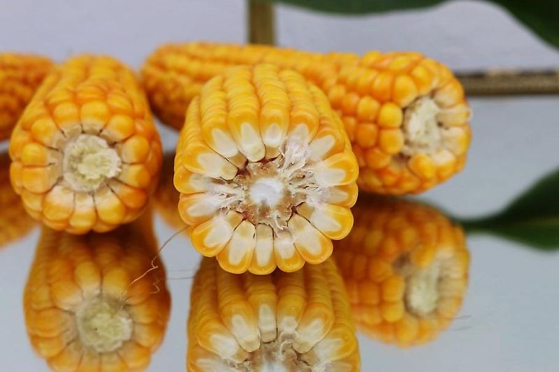 Amazone Amazone D8 Saatgutank mit 3m Arbeitsbreite 30 Ausläufe mit Fahrgassenschaltung aufgebaut optional auf Köckerling Drillpaker