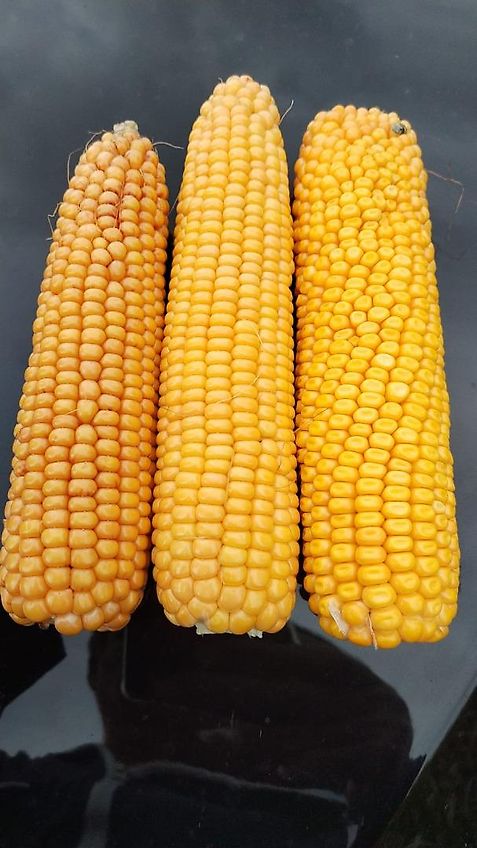 Amazone Amazone D8 Saatgutank mit 3m Arbeitsbreite 30 Ausläufe mit Fahrgassenschaltung aufgebaut optional auf Köckerling Drillpaker