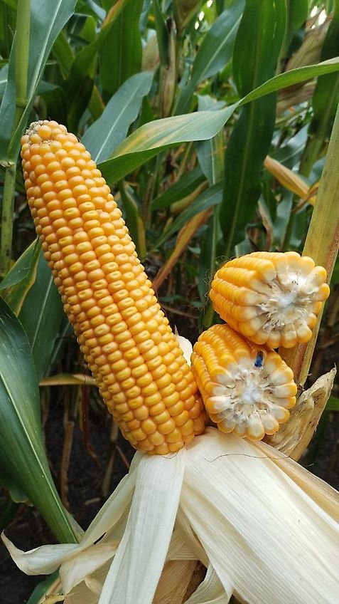 Amazone Amazone D8 Saatgutank mit 3m Arbeitsbreite 30 Ausläufe mit Fahrgassenschaltung aufgebaut optional auf Köckerling Drillpaker