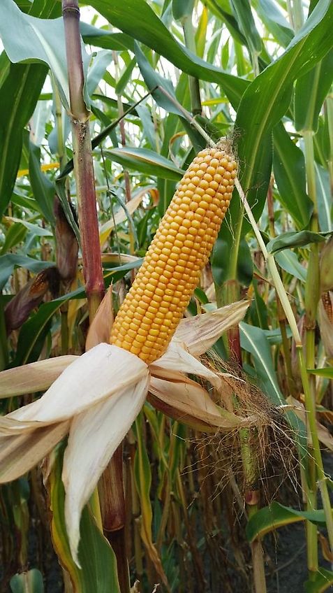 Amazone Amazone D8 Saatgutank mit 3m Arbeitsbreite 30 Ausläufe mit Fahrgassenschaltung aufgebaut optional auf Köckerling Drillpaker